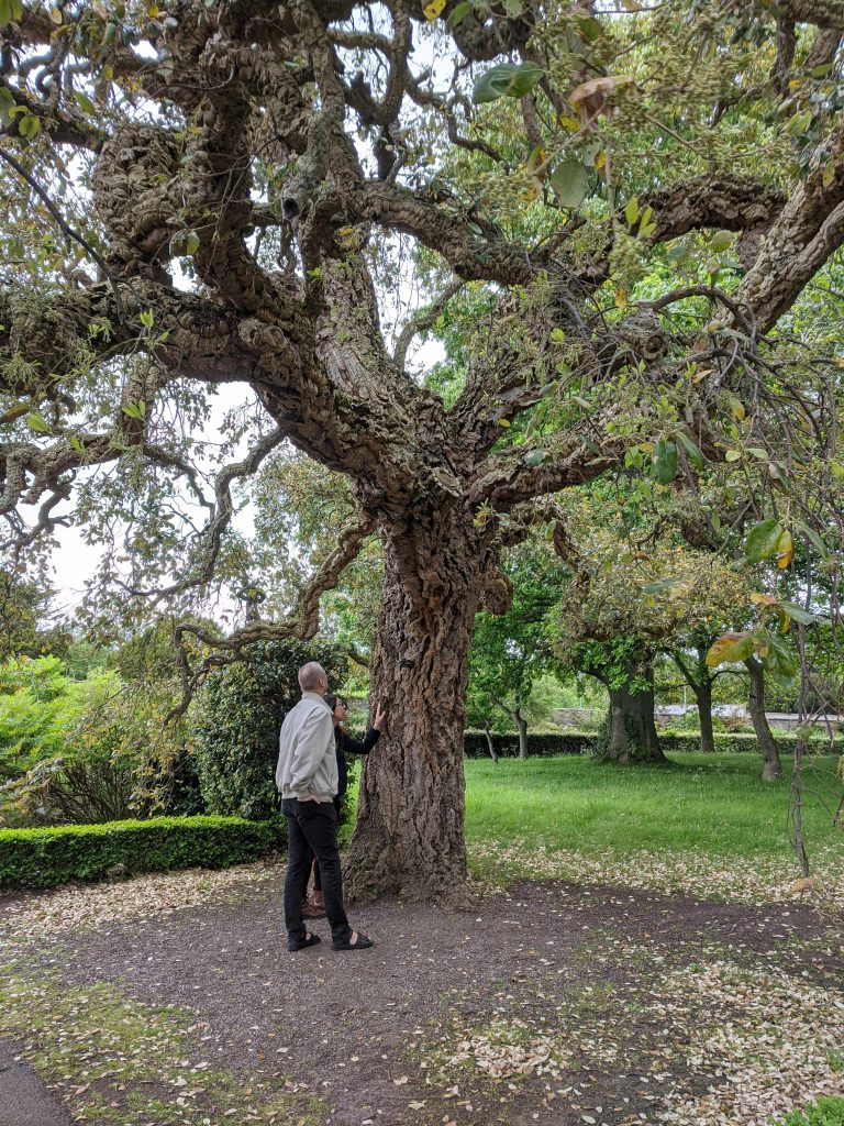 Johanna pets a cork oak while Frank beholds its branching.